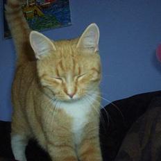 Blanding af racer rosa