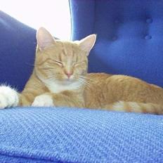 Blanding af racer rosa