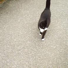 Blanding af racer Pusling