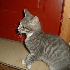 Europé Awarthe Roduch