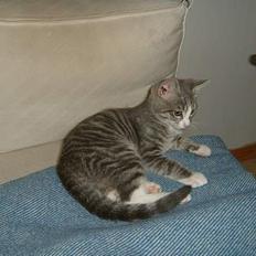 Europé Awarthe Roduch