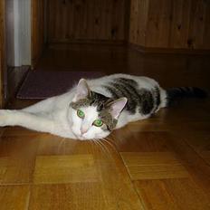 Blanding af racer Shiva