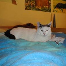 Blanding af racer Pjevs