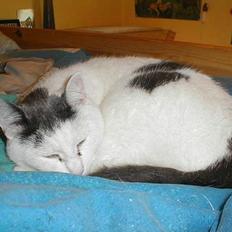 Blanding af racer Pjevs