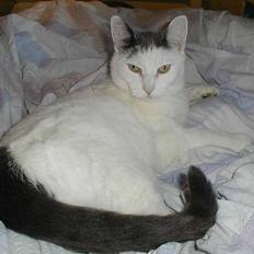 Blanding af racer Pjevs