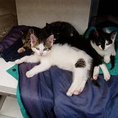 Blanding af racer Shiva