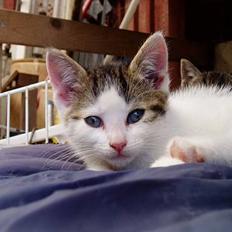 Blanding af racer Shiva