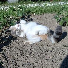 Blanding af racer Mulle *forsvundet*