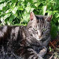 Blanding af racer Tiger