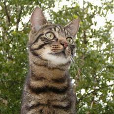 Blanding af racer Bisse