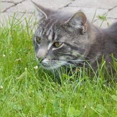 Blanding af racer bandit