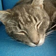 Blanding af racer bandit