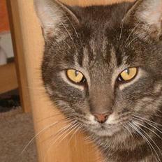 Blanding af racer bandit