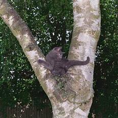 Blanding af racer Minni - R.I.P. 