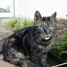 Blanding af racer Tiger