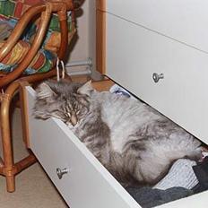Maine Coon Mizzy