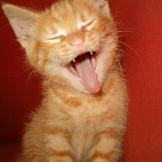 Blanding af racer bølle