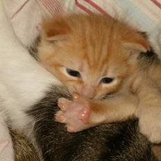 Blanding af racer bølle