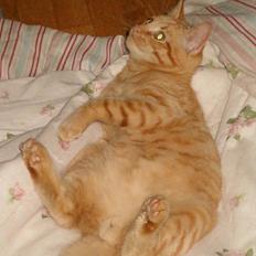 Blanding af racer bølle