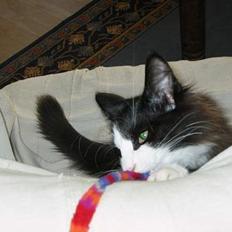 Norsk Skovkat Enigma{Forsvundet}