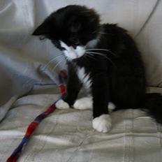 Norsk Skovkat Enigma{Forsvundet}