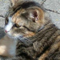 Blanding af racer minnie