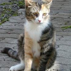 Blanding af racer minnie