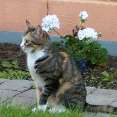 Blanding af racer minnie