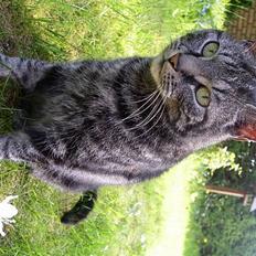 Blanding af racer Tiger