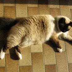 Hellig Birma Mitte Brownie Junior