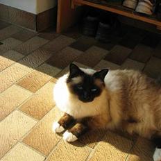 Hellig Birma Mitte Brownie Junior