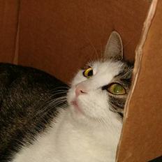 Blanding af racer Mischa