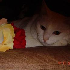 Blanding af racer Plet