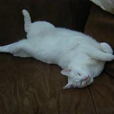 Blanding af racer Plet