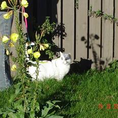 Blanding af racer Plet