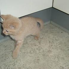 Blanding af racer Hope.