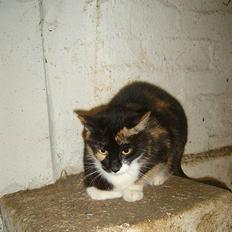 Blanding af racer Lille Mis