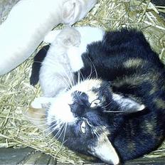 Blanding af racer Lille Mis