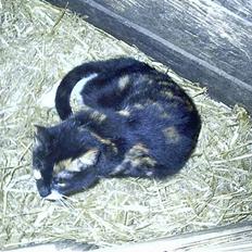 Blanding af racer Lille Mis