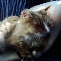 Blanding af racer Happy