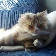 Blanding af racer Happy