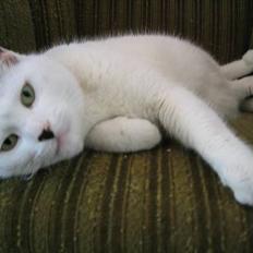 Blanding af racer Musse