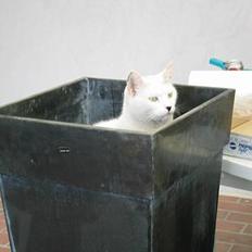 Blanding af racer Musse