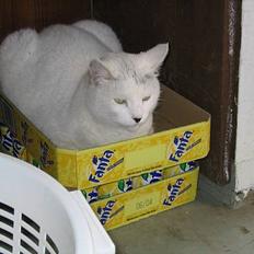 Blanding af racer Musse