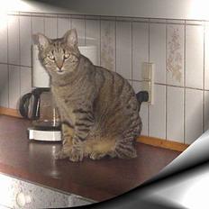 Huskat ROBERT død d 17.11.09