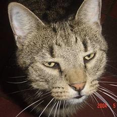 Huskat ROBERT død d 17.11.09