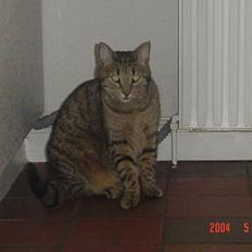 Huskat ROBERT død d 17.11.09