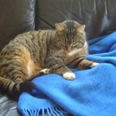 Blanding af racer Polle