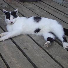 Blanding af racer Pongo