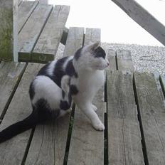 Blanding af racer Pongo